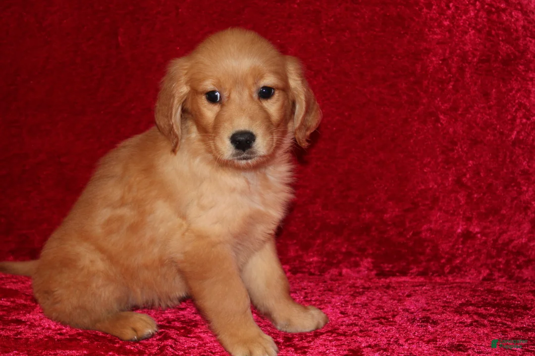 Golden Retriever dogs for sale: Golden Retriever Puppy 1 - Ad 10