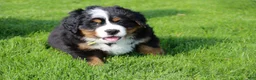 Bernese Mountain Dog dogs for sale: Daisy - Ad 6