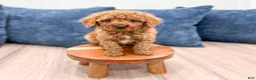 Miniature Poodle dogs for sale: Wally - Ad 9