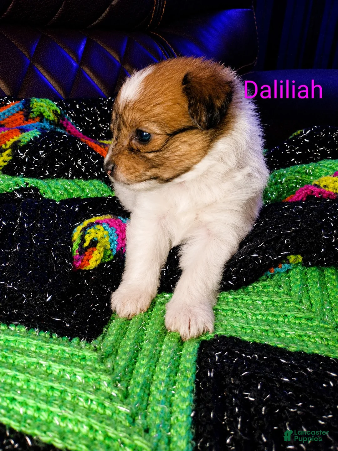 Mixed Breed dogs for sale: Daliliah  - Ad 2