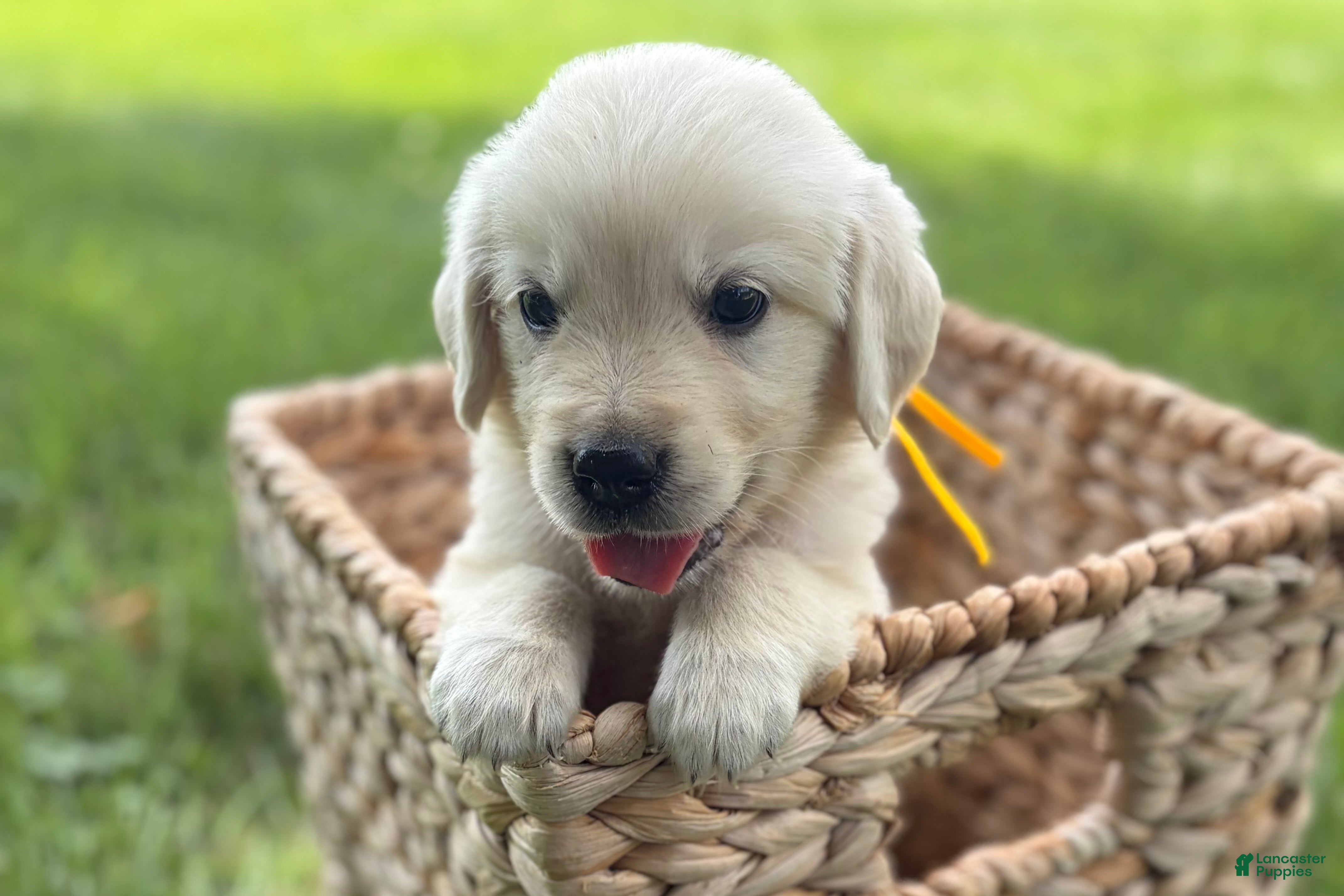 Golden Retriever dogs Yellow - Ad 1