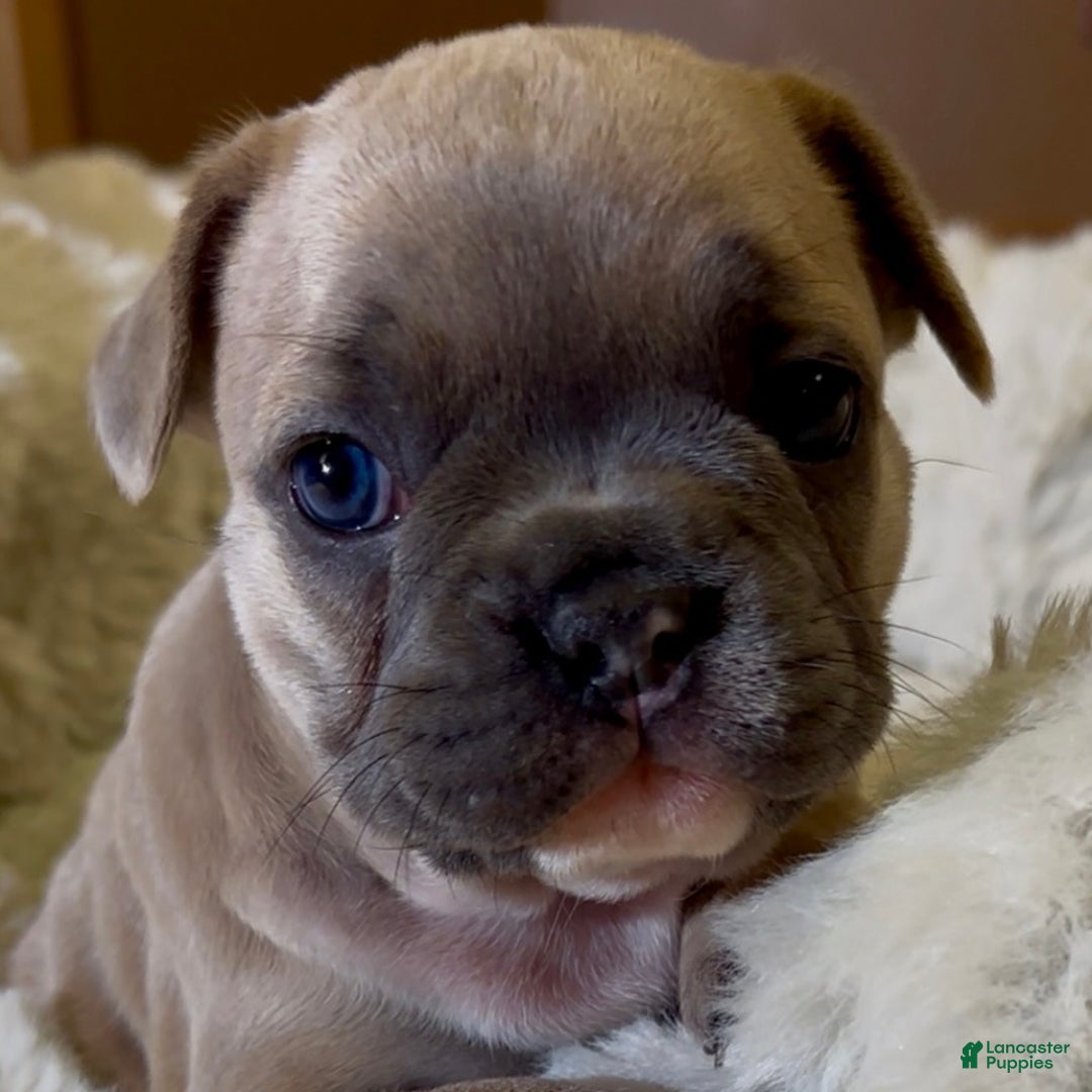 French Bulldog dogs for sale: Sabrina - Ad 2