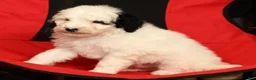 Mini Sheepadoodle dogs for sale: Finn - Ad 9