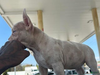 American Bully dogs - Ad 18