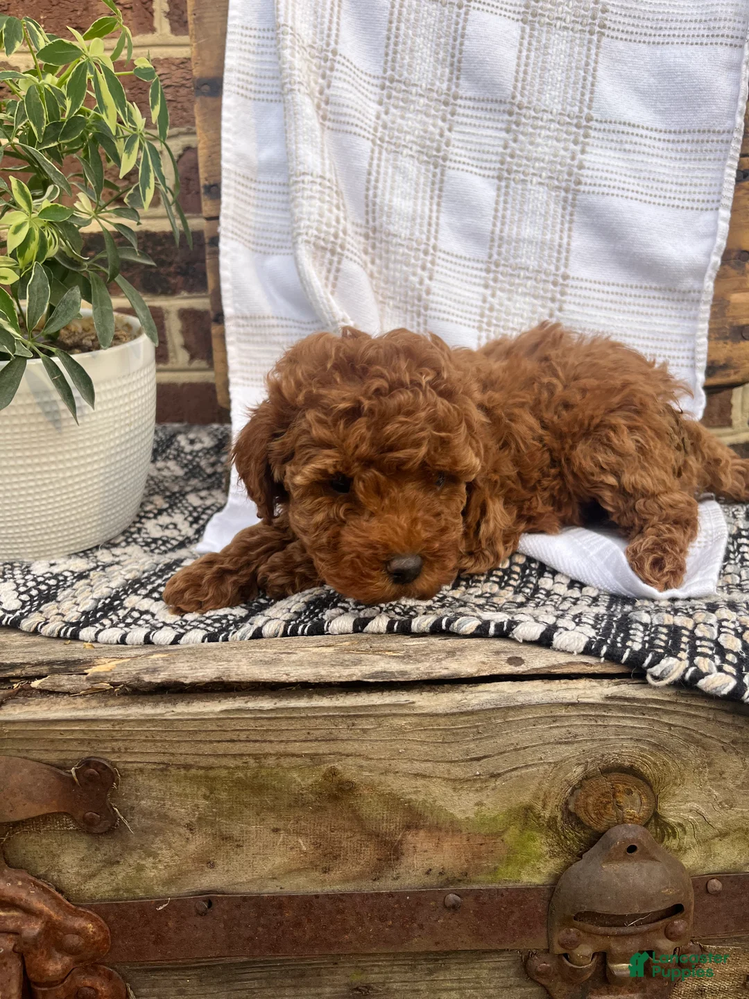 Mini Goldendoodle dogs for sale: Caroline - Ad 2