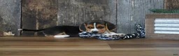 Beagle dogs for sale: Cooper - Ad 7