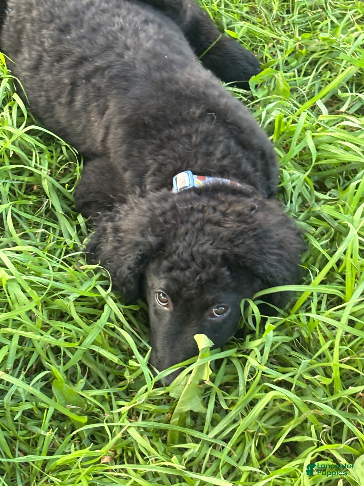 Goldendoodle dogs Murphy  - Ad 39
