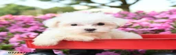 Maltese dogs for sale: Yul  - Ad 3