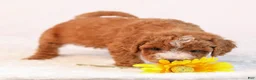 Mini Goldendoodle dogs for sale: Kaya - Ad 3