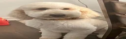 Goldendoodle dogs for sale: Goldendoodle 5 - Ad 5