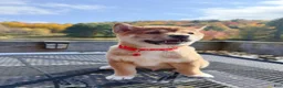 Shiba Inu dogs for sale: 🩷 Wendi 🩷 - Ad 8