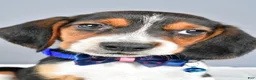 Beagle dogs for sale: Ozzy - Ad 8