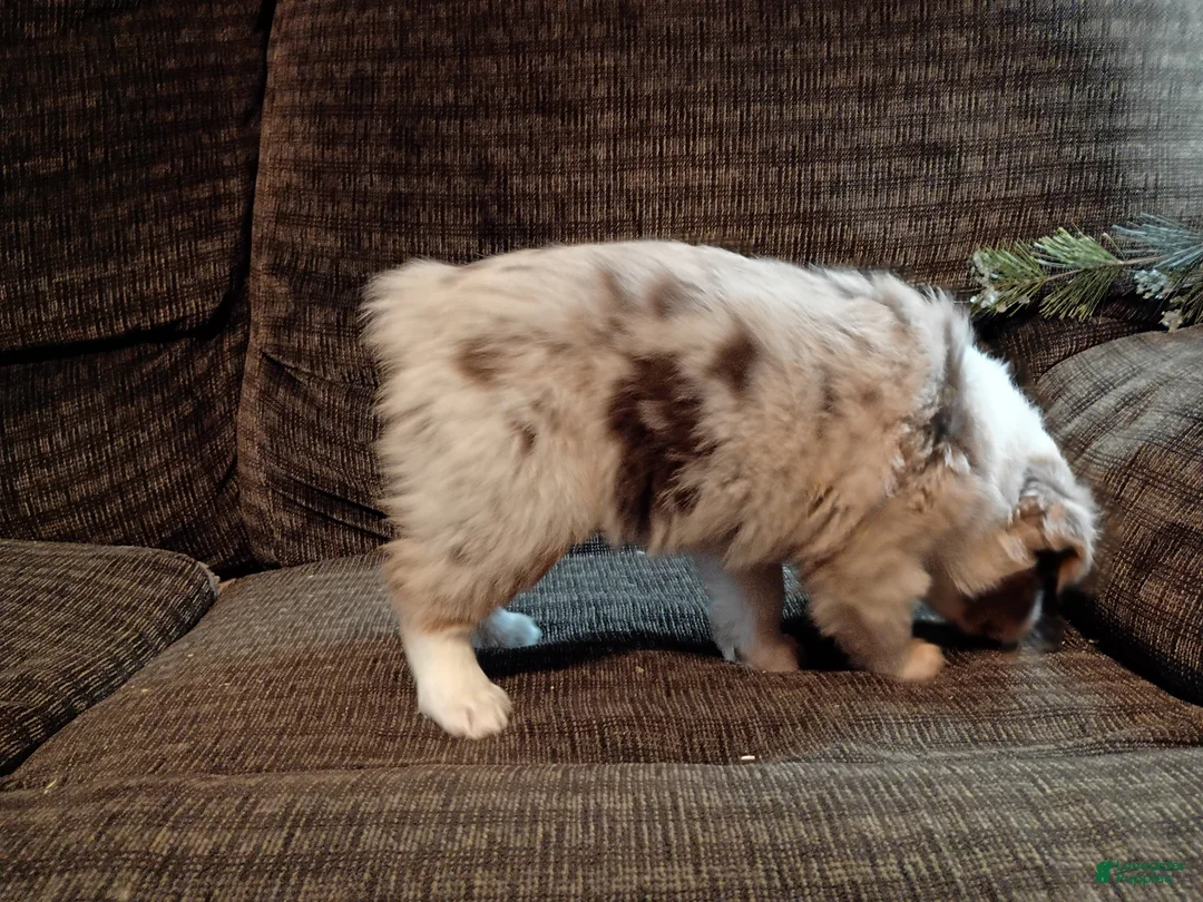 Australian Shepherd dogs for sale: Daisy - Ad 5