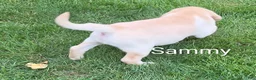 Labrador Retriever dogs for sale: Labrador Retriever Sammy - Ad 5