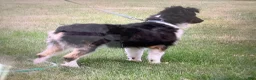 Miniature Australian Shepherd dogs for stud: Trixy - Ad 1