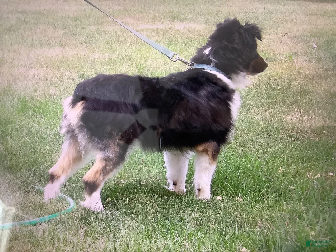 Miniature Australian Shepherd dogs for stud: Trixy - Ad 1