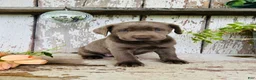 Labrador Retriever dogs for sale: Macy - Ad 3