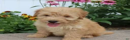 Mini Goldendoodle dogs for sale: Fritzy - Ad 3