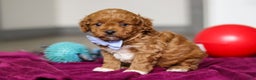 Cavapoo dogs for sale: Ike - Ad 4
