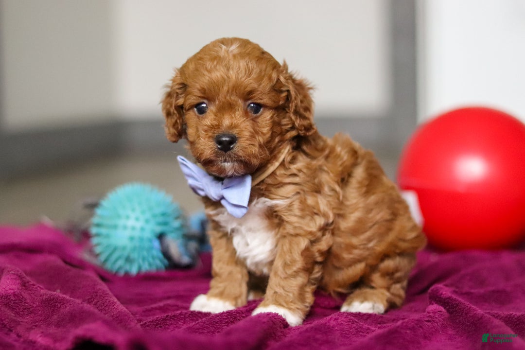Cavapoo dogs for sale: Ike - Ad 4