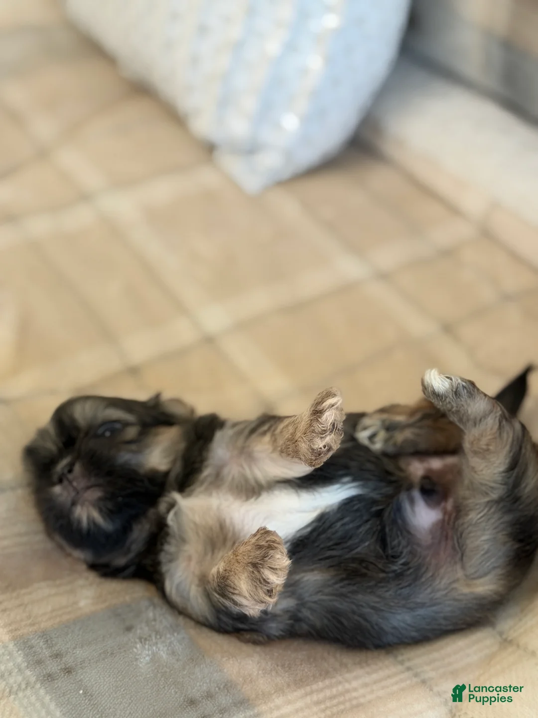 Shih Tzu dogs for sale: Champ - Ad 2