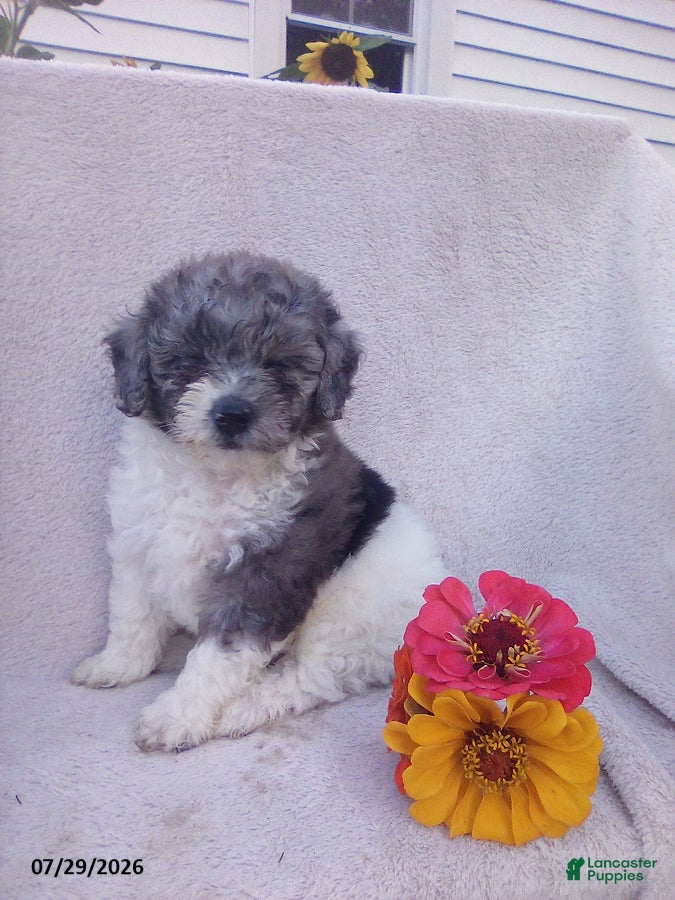 Toy Poodle dogs Teddy - Ad 2