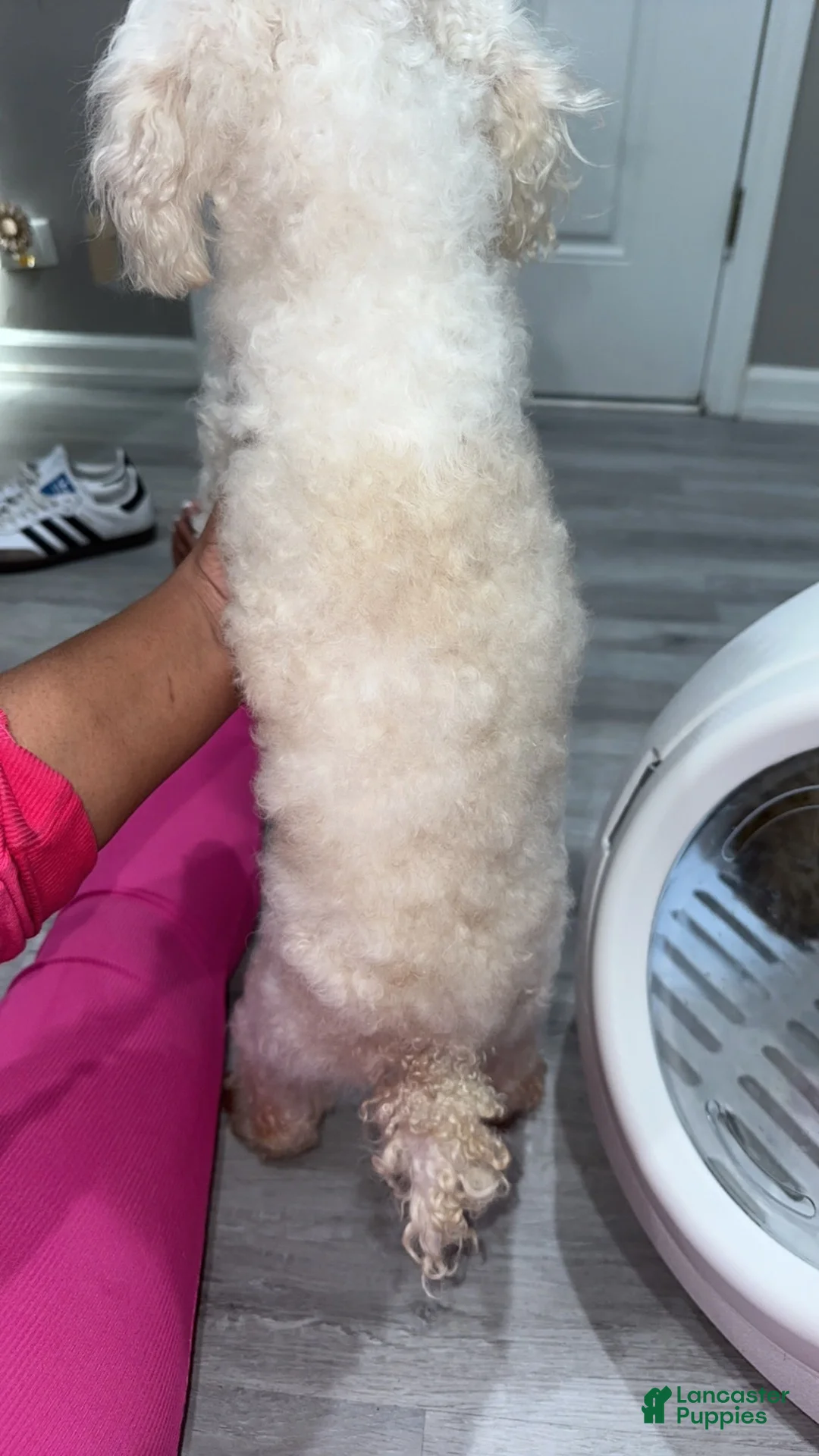 Toy Poodle dogs for sale: Adult toy poodle - Ad 2