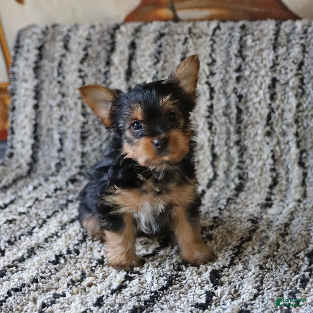 Yorkshire Terrier dogs for sale: Sunny  - Ad 5