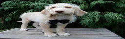 Labradoodle dogs for sale: Dallas - Ad 5