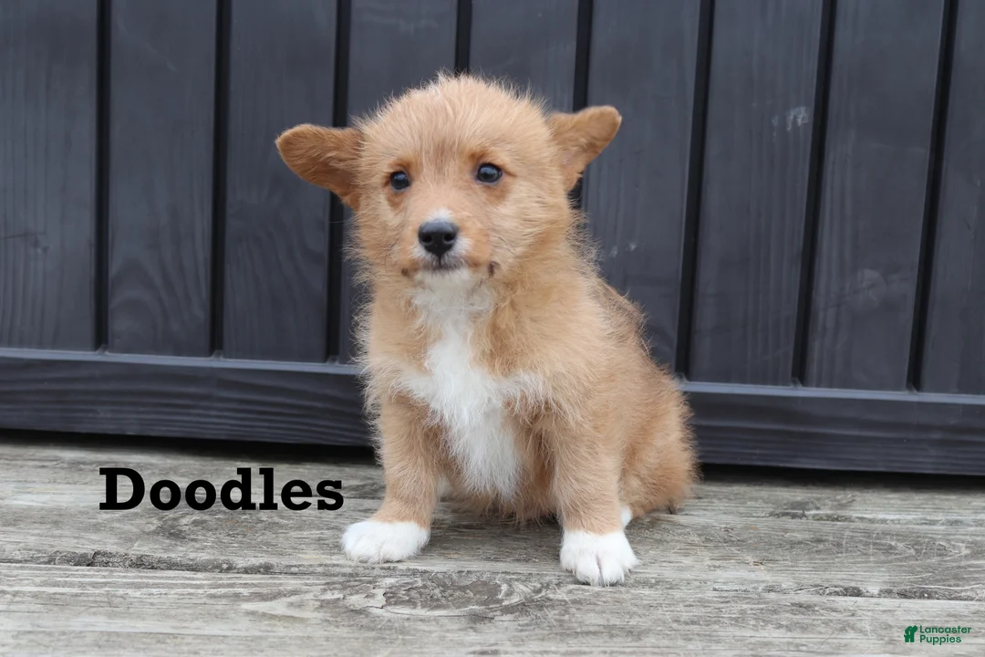 Corgipoo dogs for sale: Doodles - Ad 1