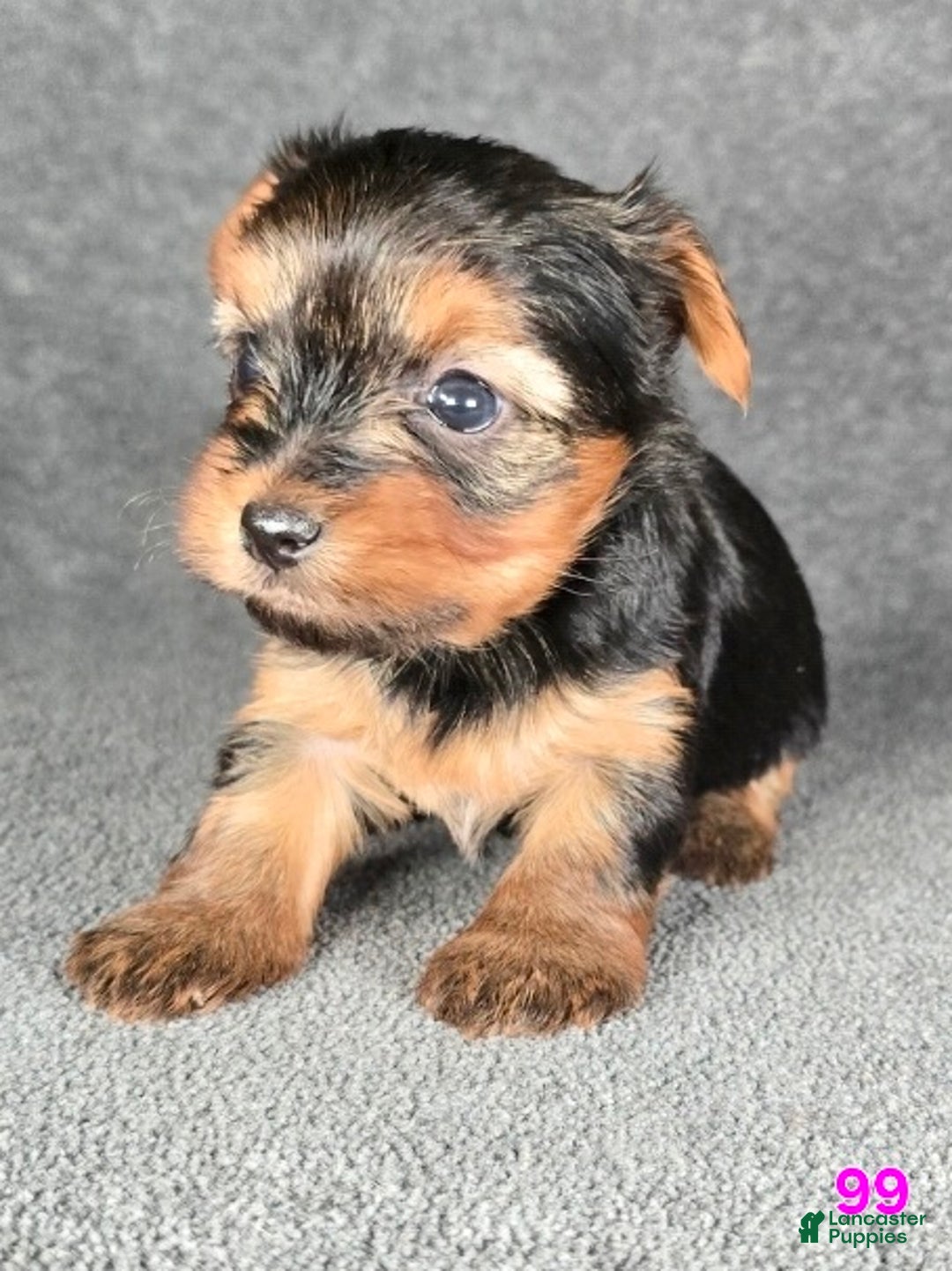 Yorkshire Terrier dogs for sale: 99 - Ad 19