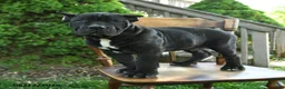 Cane Corso dogs for sale: Brutus - Ad 1