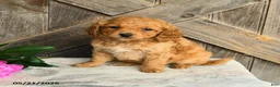 Mini Goldendoodle dogs for sale: Jonathan - Ad 1