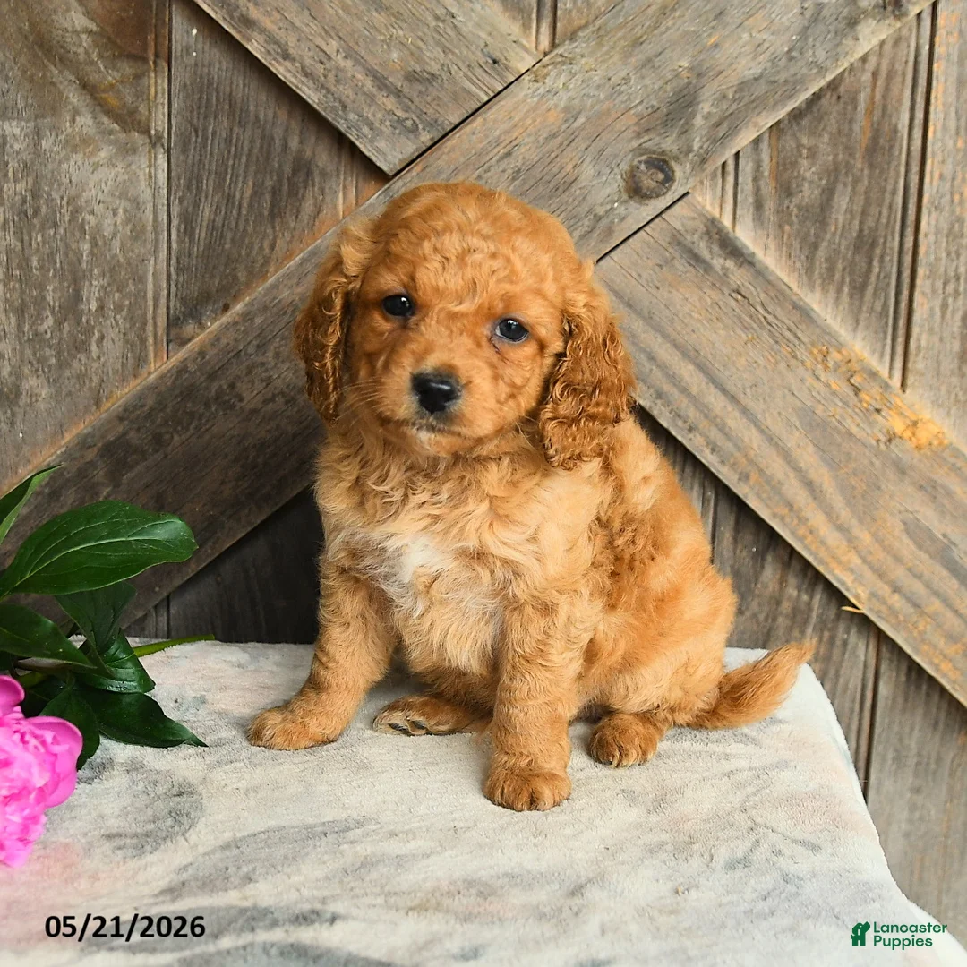 Mini Goldendoodle dogs for sale: Jonathan - Ad 1