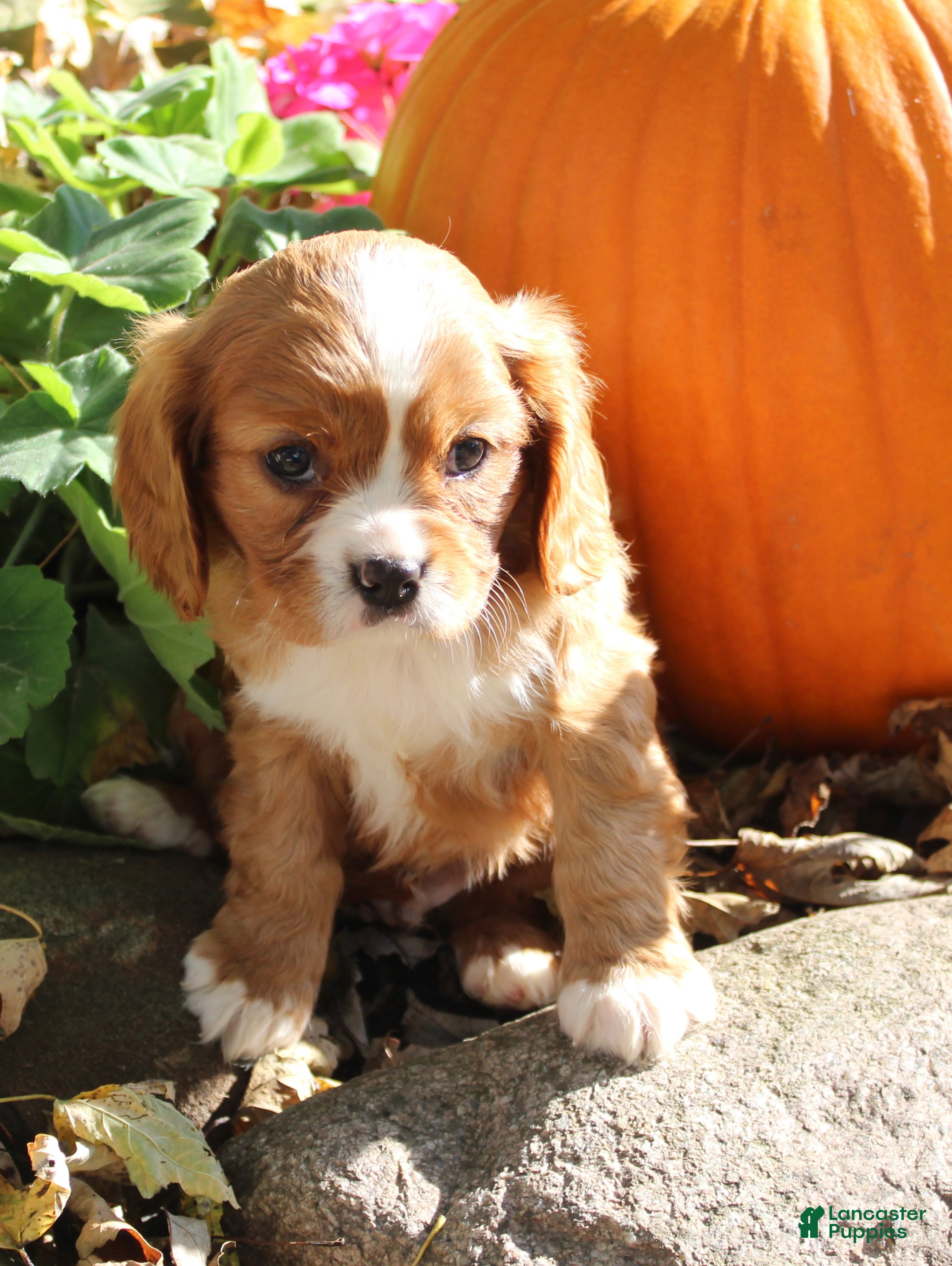 Cavalier King Charles Spaniel dogs Mario Male AKC Cavalier - Ad 2