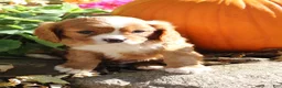 Cavalier King Charles Spaniel dogs for sale: Mario Male AKC Cavalier - Ad 2