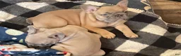 French Bulldog dogs for sale: French Bulldog Puppy 1 - Ad 4