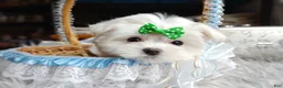 Maltese dogs for sale: Korean Babydoll Snowball  - Ad 7