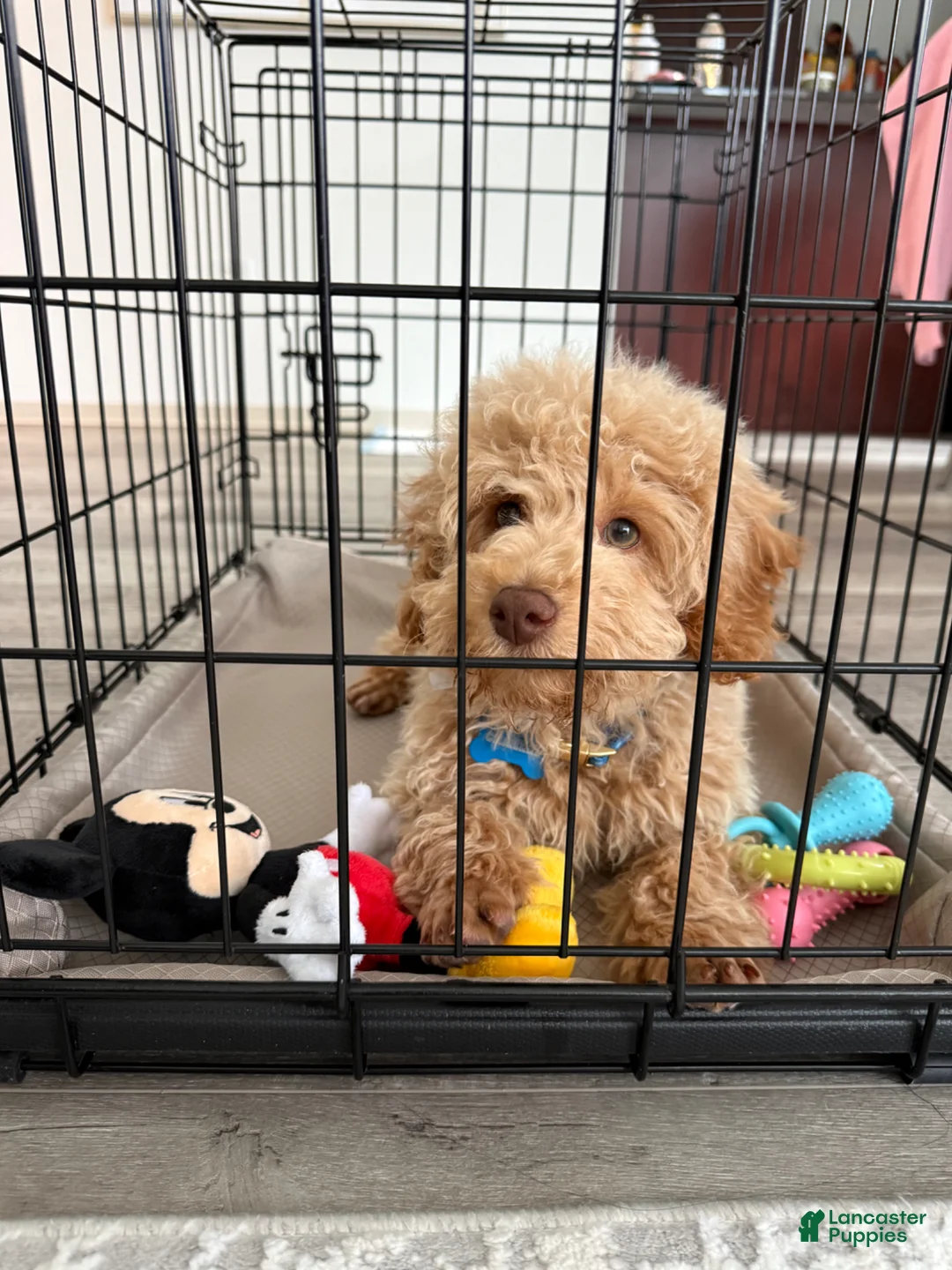 Toy Poodle dogs for sale: Charlie  - Ad 2