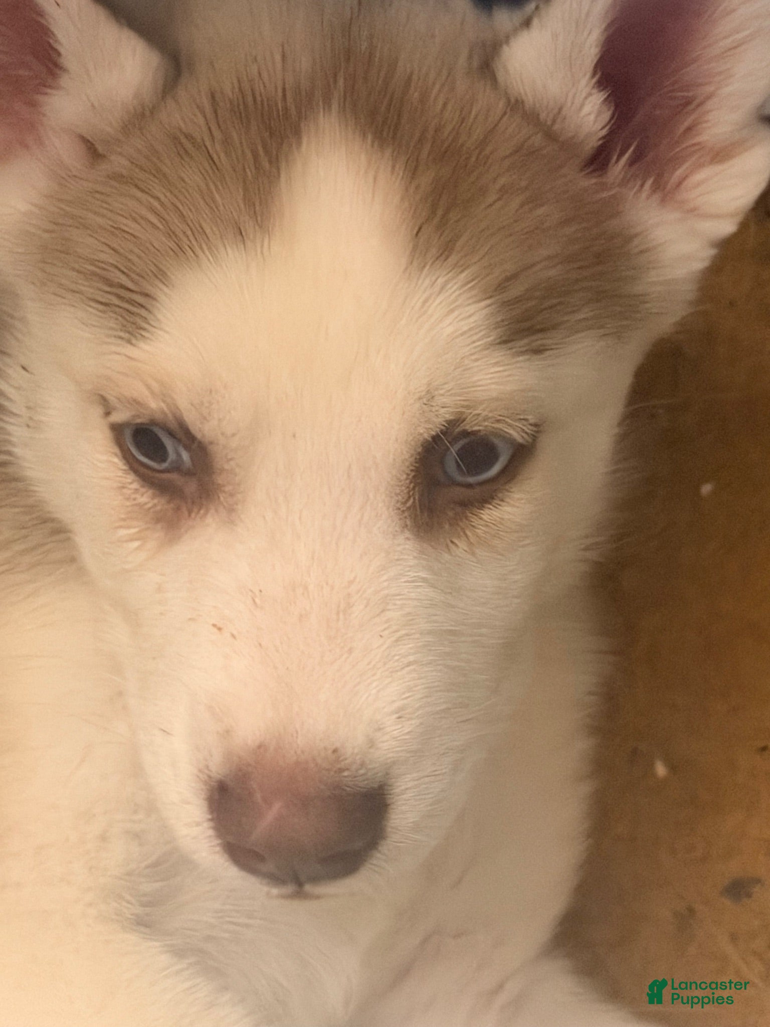 Siberian Husky dogs Siberian Husky 1 - Ad 39