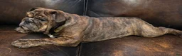 English Bulldog dogs for sale: Kelly - Ad 6