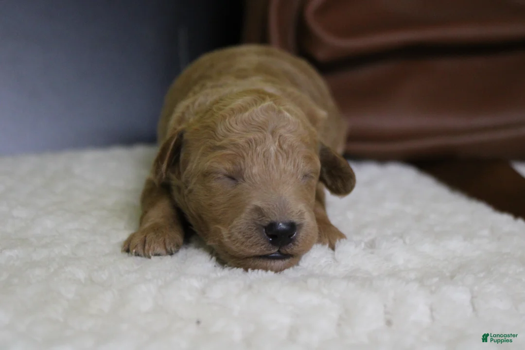 Goldendoodle dogs for sale: Gnocchi  - Ad 2