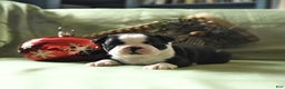 Boston Terrier dogs for sale: Oscar - Ad 9