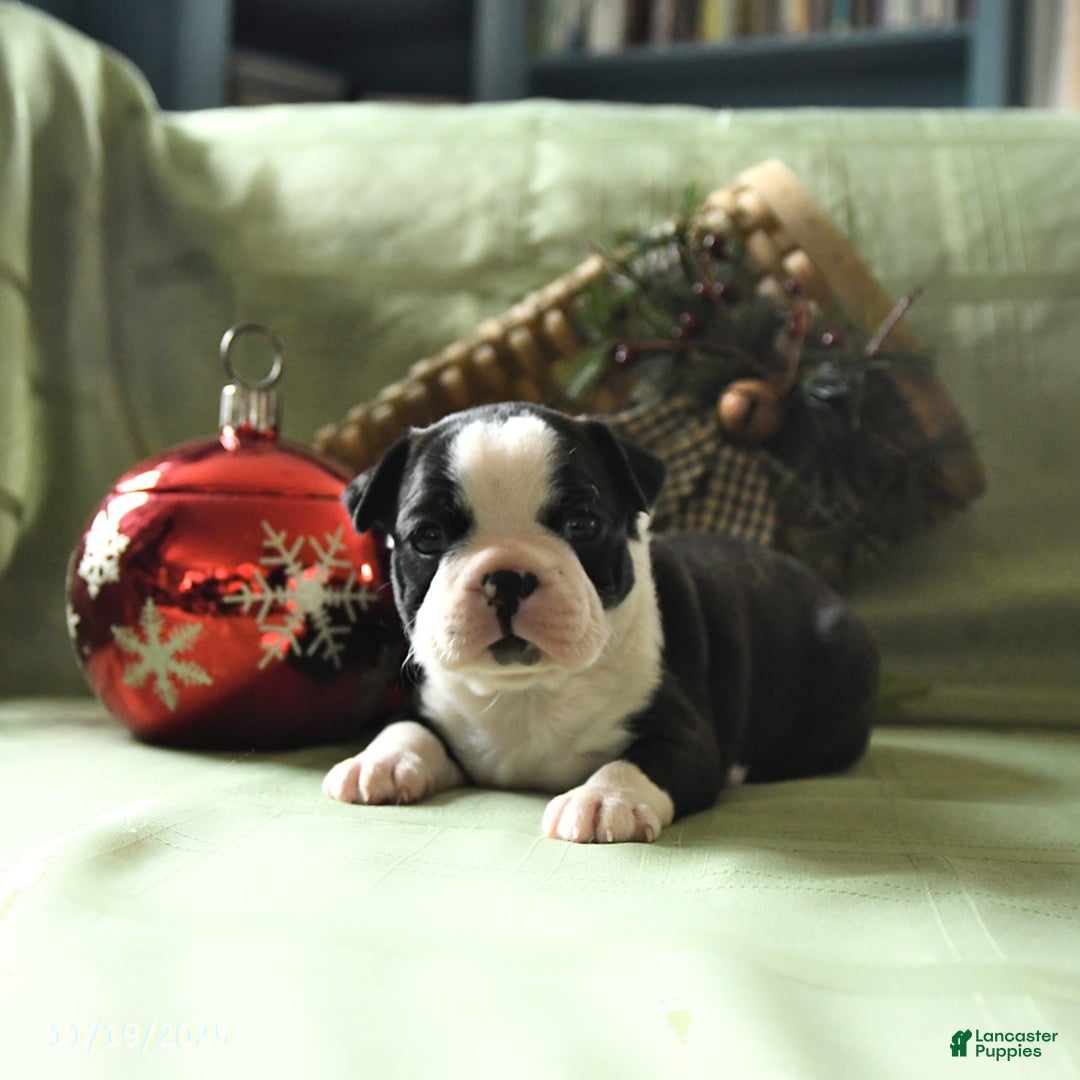 Boston Terrier dogs for sale: Oscar - Ad 9