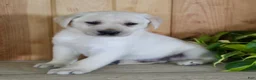 Labrador Retriever dogs for sale: Zeus  - Ad 1