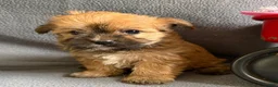 Morkie dogs for sale: Wonder - Ad 3
