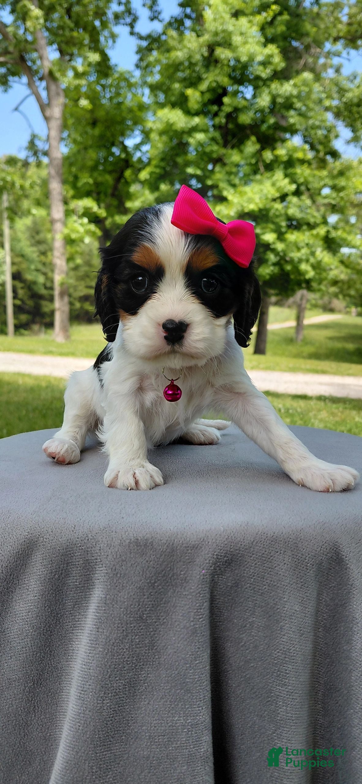 Mixed Breed dogs Vienna_Female - Ad 2