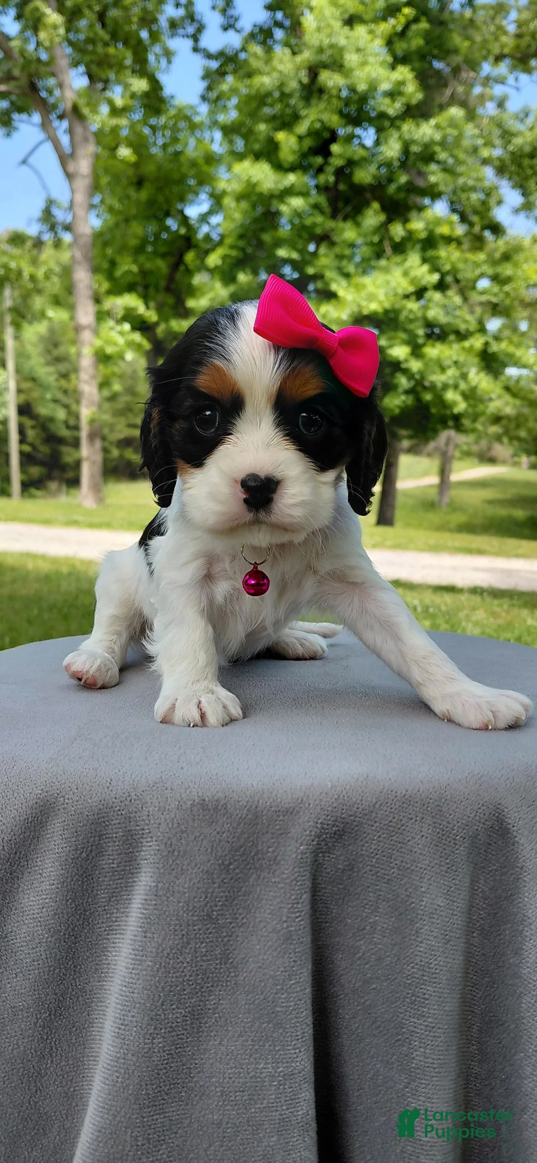 Mixed Breed dogs for sale: Vienna_Female - Ad 2