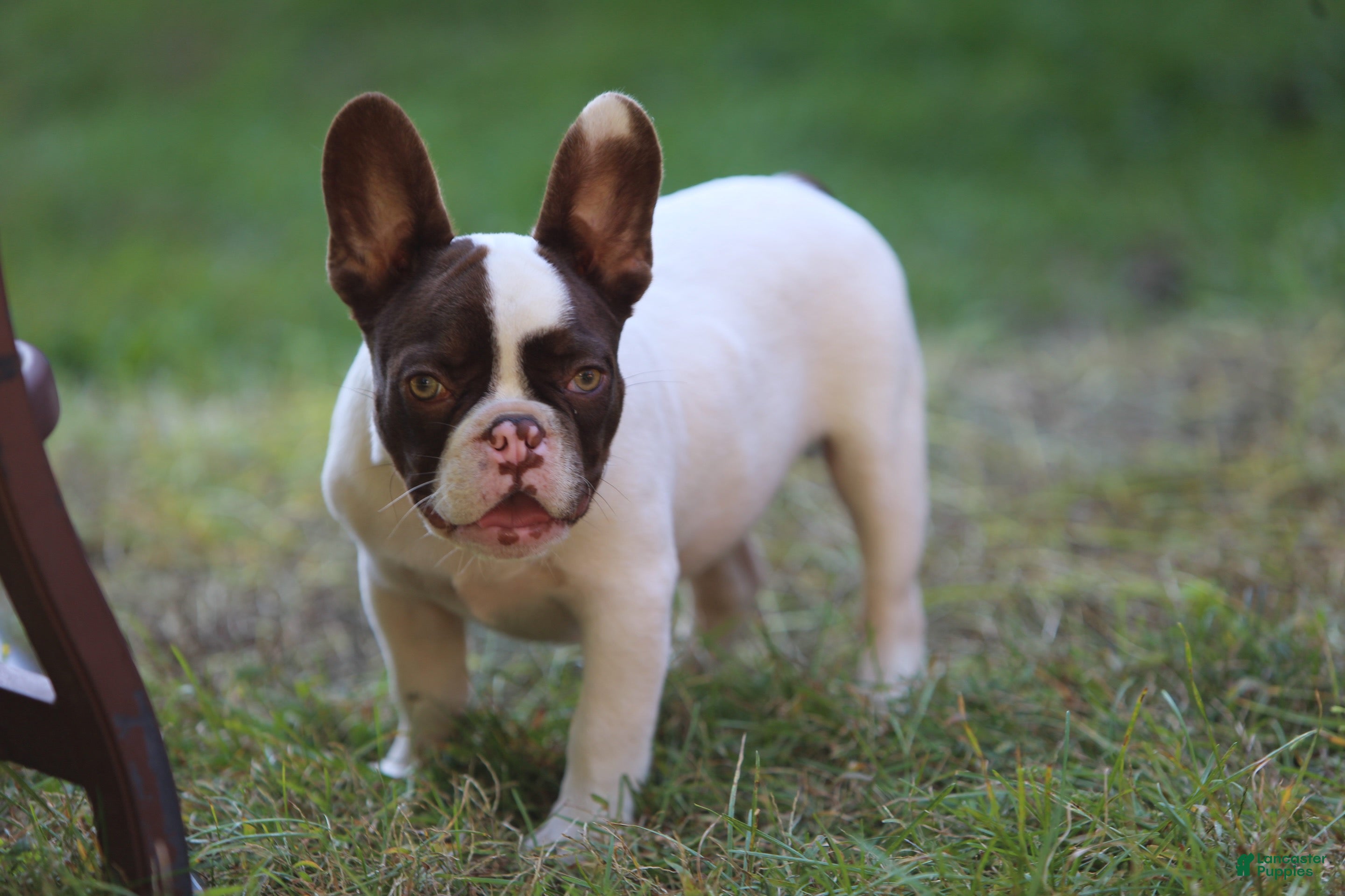 French Bulldog dogs French Bulldog 1 - Ad 1