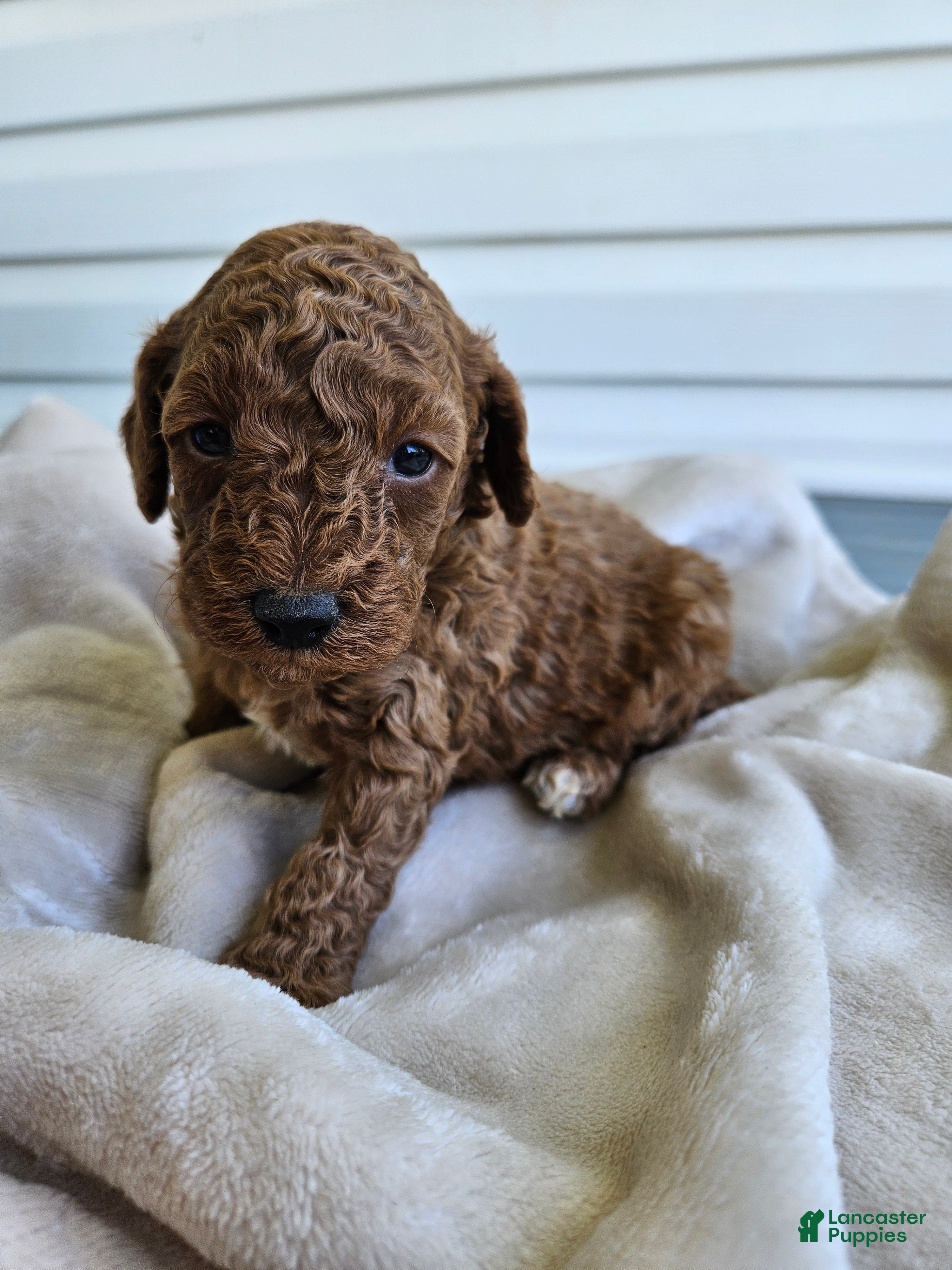 Cavapoo dogs Judge - Ad 29